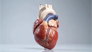 چگونه می‌توانیم روند پیر شدن قلب را کند کنیم؟