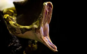 صحنه تماشایی آب خوردن مار