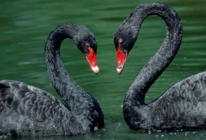 تصاویری زیبا از قو‌های سیاه در پناهگاه زمستانی