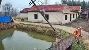 سقوط تیر برق در حوضچه و تلف شدن ماهی‌ها با برق گرفتگی