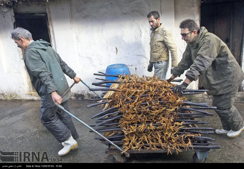 انزلی