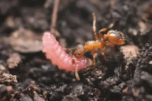 وقتی یک کرم ریز، در کلونی مورچه ها تبدیل به ملکه می‌شود