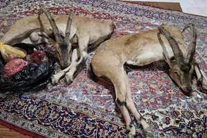 کشف لاشه ۲ کل وحشی و بازداشت شکارچیان غیرمجاز در میامی سمنان