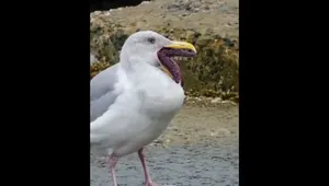 ویدیوی جالب بلعیدن ستاره دریایی توسط مرغ دریایی