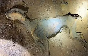 کشف نادر مومیایی طبیعی یوزپلنگ در شمال عربستان