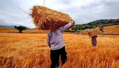 پرداخت نیمی از مطالبات گندم‌کاران تا 6 روز آینده