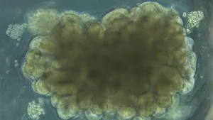 دانشمندان «مینی‌مغز» ساختند و به آن حل مسئله یاد دادند