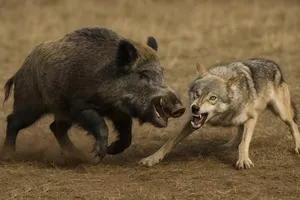 درگیری گراز و گرگ در جنگل با پایان غیرمنتظره