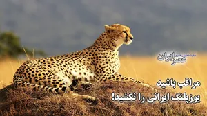 وقتی از جاده مرگ عبور می‌کنید مراقب باشید یوزپلنگ ایرانی را نکشید / این محدوده بزرگترین قتلگاه یک حیوان در حال انقراض است (فیلم)