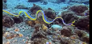 دنیای شگفت‌انگیز اعماق دریا: ۱۰ موجود دریایی نادر و زیبا