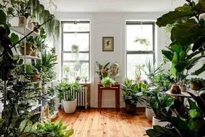5 گیاه مناسب برای نگهداری در آپارتمان(+عکس)