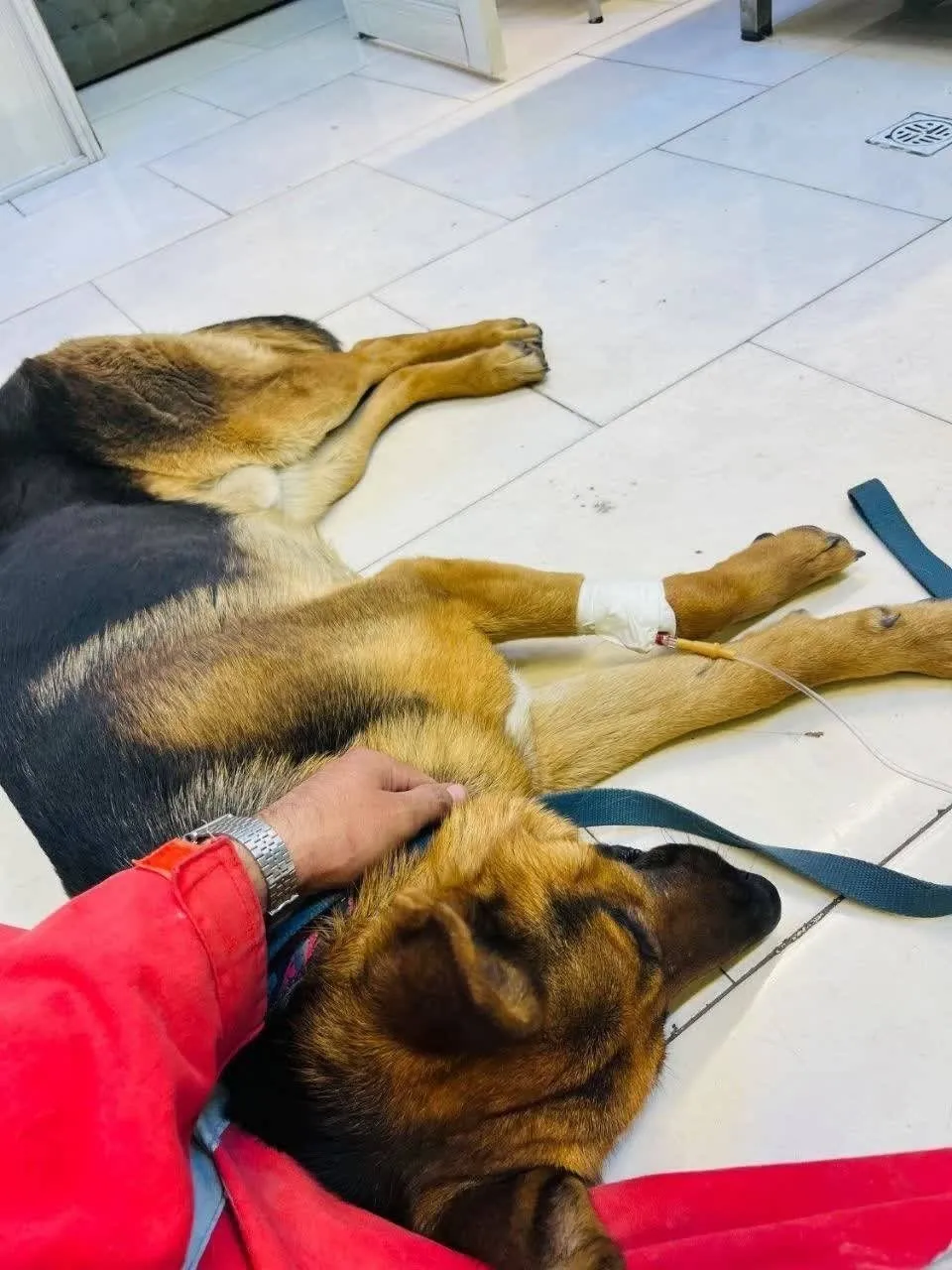 سگ هلال احمر