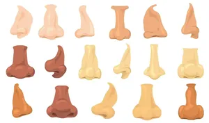 چرا شکل و اندازه بینی در نژادهای مختلف متفاوت است؟