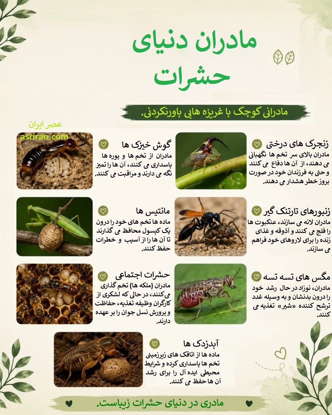 اینفوگرافیک فداکاری مادران در دنیای حشرات اینفوگرافیک فداکاری مادران در دنیای حشرات
