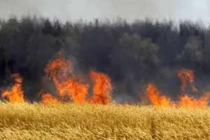 آتش‌سوزی مزارع؛ مقصر پنهان در بحران کشنده آلودگی هوا