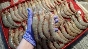 آموزش صحیح پاک کردن میگو در خانه