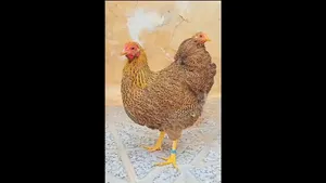 مرغ ویاندوت | زیباترین نژاد مرغ زینتی در جهان (فیلم)