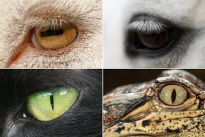 هندسه بقا ؛ راز پنهان در چشم حیوانات چیست؟ (اینفوگرافیک)