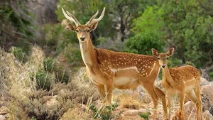 این حیوان زیبا را در طبیعت ایران منقرض کردیم / همه چیز از خشک شدن دریاچه ارومیه شروع شد (فیلم)