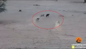 ورود ناگهانی کفتار به قلمرو یک گله شیر گرسنه