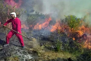 آتش‌سوزی سطحی در ۲۰ هکتار از جنگل های گیلان در سال جاری