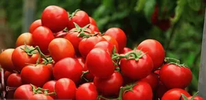 نقش گوجه فرنگی در سلامت لثه