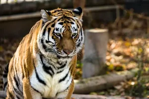 صحنه نادر بالا رفتن ببر بنگال از درخت (فیلم)