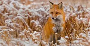 خشک شدن ایستاده یک روباه بر اثر سرما