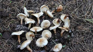 هشدار درباره خطر مسمومیت قارچی در فصل بهار