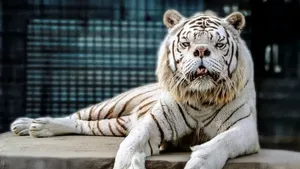 فاجعه ای پشت نقاب زیبایی؛ داستان «کنی» و حقایق تلخ بهره کشی ژنتیکی (+عکس)