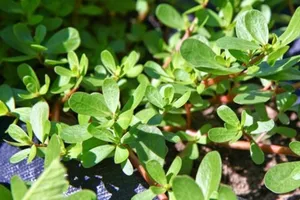 خرفه؛ مکملی طبیعی برای کنترل پرفشاری خون