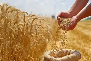بنیاد گندمکاران: نیازی به واردات گندم نداریم