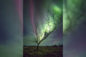 عکس روز ناسا از درخت شفق قطبی!