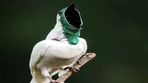 زنگ‌مرغ سفید؛ بلندترین صدا در جهان پرندگان