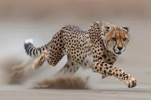 مشاهده ۶ قلاده یوزپلنگ آسیایی در پناهگاه حیات وحش میاندشت جاجرم