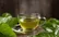 طرز تهیه دمنوش برگ توت سفید در خانه + بهترین زمان مصرف و نکات مهم