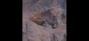 پانچ، میمون یتیم بالاخره مادر جدید و واقعی پیدا کرد