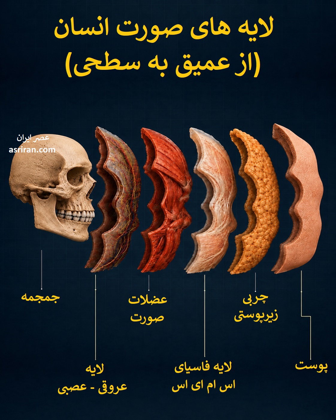 زیر پوست ما چه می گذرد؟ سفر تصویری به لایه های پنهان صورت انسان زیر پوست ما چه می گذرد؟ سفر تصویری به لایه های پنهان صورت انسان