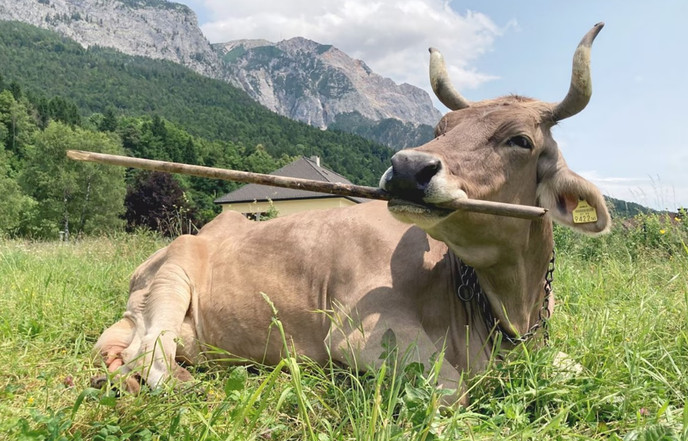 "ورونیکا" اولین گاوی است که توانایی استفاده از ابزار را نشان داده است