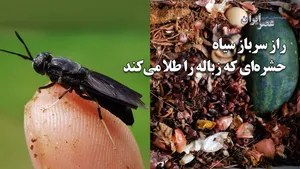 راز سرباز سیاه ؛ حشره‌ای که طلا می‌آورد/ نجات خاک ایران با یک ایده جسورانه در خراسان شمالی