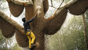 مستند برداشت عسل در میان خطرناک‌ترین زنبور‌های وحشی