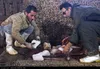 انزلی